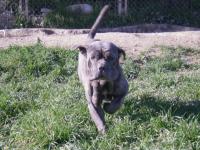 grey cane corso